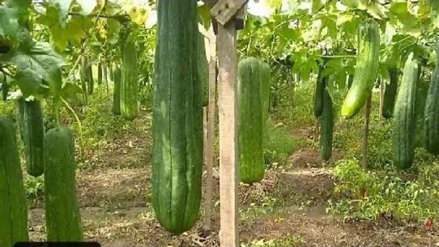 Loofah Growth in Farm
