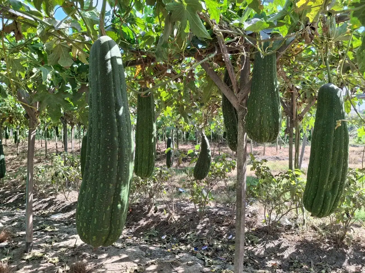 Raw Loofah (Raw Material Bales) view 6
