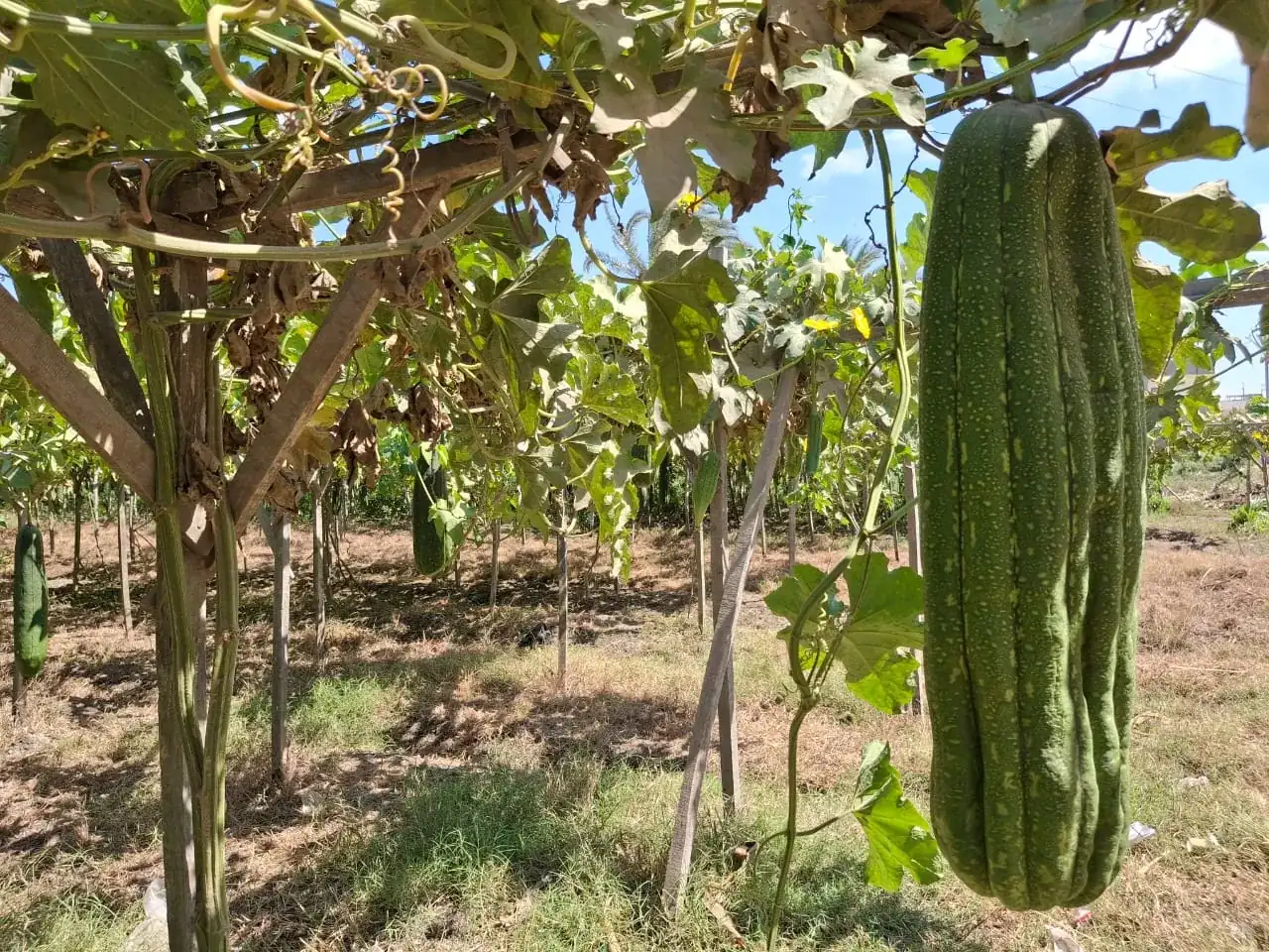 Raw Loofah (Raw Material Bales) view 8